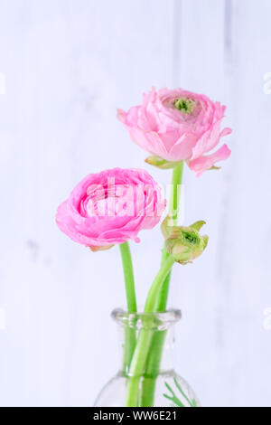 Two pink ranunculus in a glass vase Stock Photo