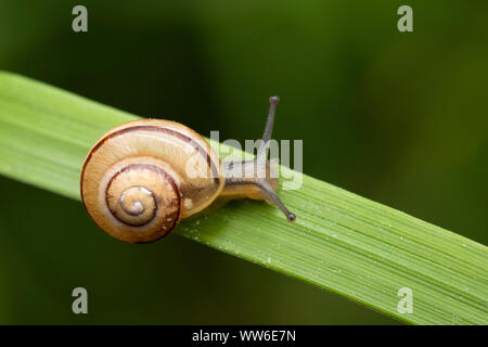 Garden snail, snail, Cepaea hortensis Stock Photo