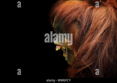 Portrait of a Sumatran Orangutan with its mouth open, Indonesia Stock Photo