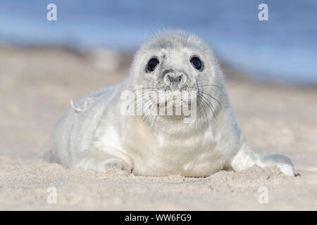 Atlantic Grey Seal one day old pup Stock Photo