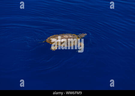 Italy, Sicily, Aeolian Islands, Filicudi, Sea Turtle, Loggerhead Turtle, Caretta caretta