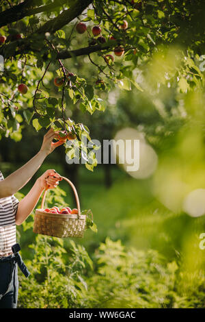Woman picking apricots in her garden, Serbia Stock Photo
