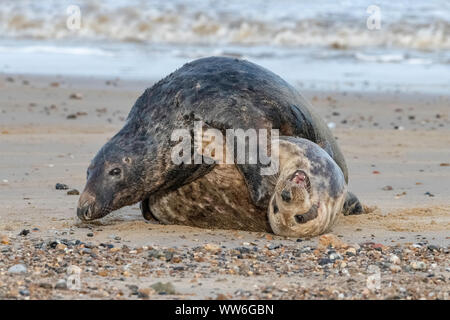 Atlantic Grey Seals fighting Stock Photo
