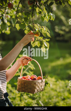 Woman picking apricots in her garden, Serbia Stock Photo