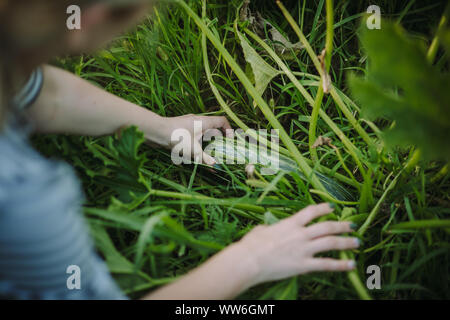 Woman picking zucchini in a vegetable garden, Serbia Stock Photo