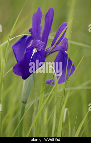 Japanese iris, Iris laevigata, Purple coloured flower growing outdoor. Stock Photo