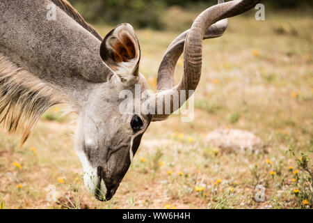 Kudu antelope in South Africa Stock Photo