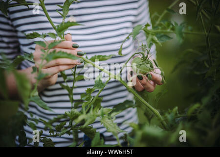 Woman standing in the garden looking at a green tomato, Serbia Stock Photo