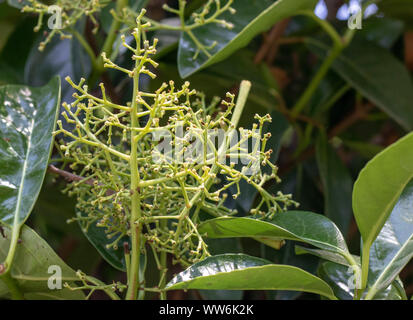 close-up of headache tree leaves and buds. Stock Photo