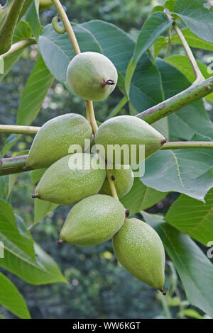 Manchurian walnut, Juglans mandshurica, Green coloured fruit growing outdoor. Stock Photo