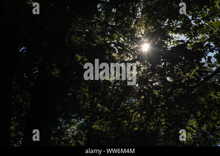 Sun rays shining through the green thick forest trees brightly in the late afternoon sunshine in Canada. Stock Photo
