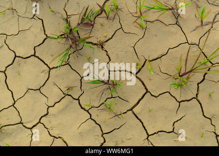 Dried Cracked Mud With Weeds Stock Photo