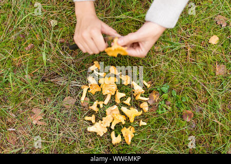 hands cleaning mushrooms by knife in forest Stock Photo