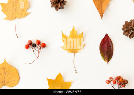 dry autumn leaves, rowanberries and pine cones Stock Photo