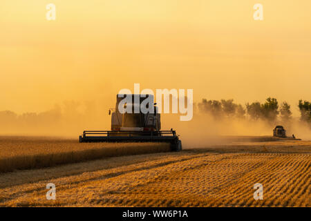 Combine harvester harvests grain in the field Stock Photo