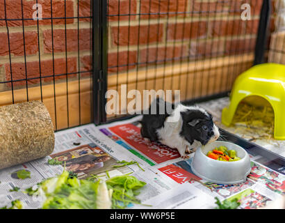 Close up of a young brown and black male guinea pig in its indoor litter tray eating some fresh hay to aid digestion Stock Photo