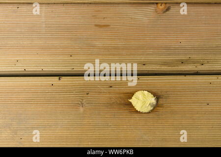 Wooden plank with wood worm holes in it and a wet leaf laying on it Stock Photo