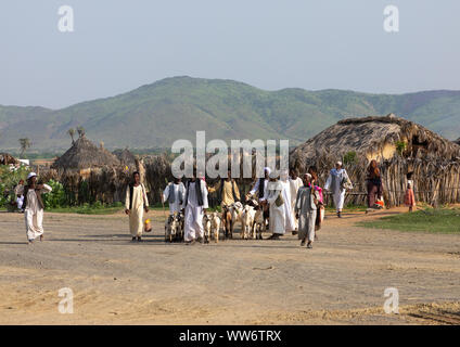 Eritrean men in the livestock market, Gash-Barka, Agordat, Eritrea Stock Photo