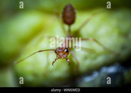 Ants on green leaves in the background, it will fight to protect the nest when an invader. Stock Photo