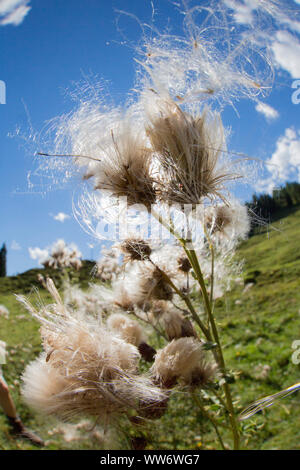 woolly thistle, Cirsium eriophorum, at the Mitterfeldalm, Salzburg county, Austria Stock Photo