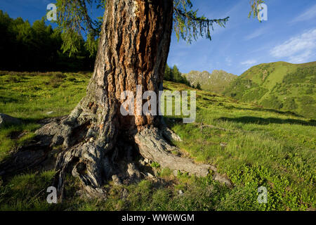 Old larch near the Zunigalm, Hohe Tauern, East Tyrol, Austria Stock Photo