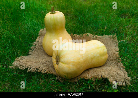 Two little pumpkins on the green grass. Thanksgiving Day. Halloween Harvest pumpkins. Fall season. Autumn harvest concept. Stock Photo