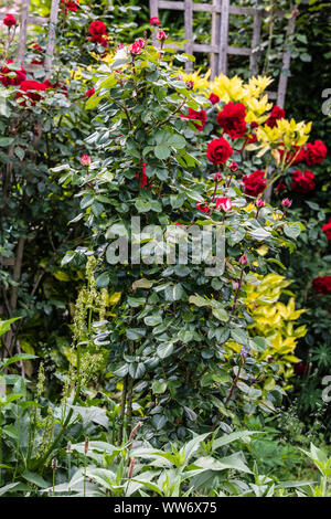 Roses in the garden, 'Pink Nostalgia' Stock Photo