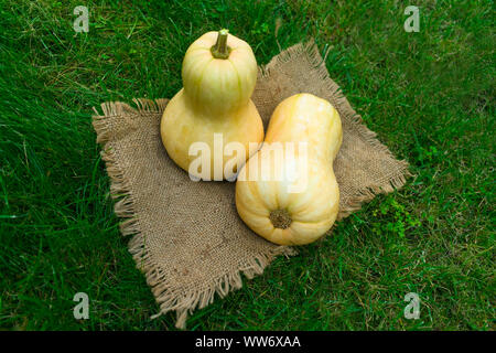 Two little pumpkins on the green grass. Thanksgiving Day. Halloween Harvest pumpkins. Fall season. Autumn harvest concept. Stock Photo