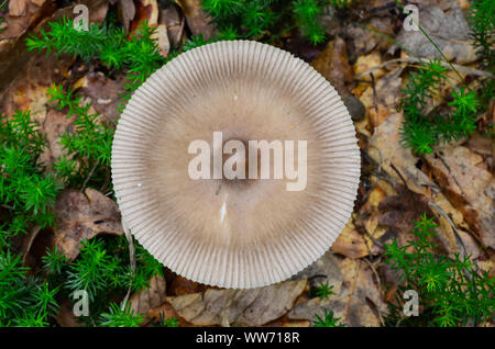 View from above of round cap of edible Amanita Mairei, or Silver Distaff mushroom in natural habitat, among green moss Stock Photo