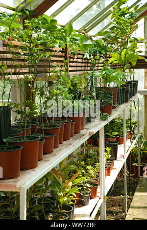 Garden, greenhouse, Belgrade, Serbia Stock Photo