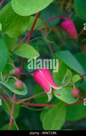 Whiteleaf Leather flower, Clematis glaucophylla, Pink coloured flowers growing outdoor. Stock Photo