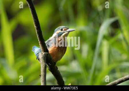 Common kingfisher sitting on branch, Alcedo atthis Stock Photo