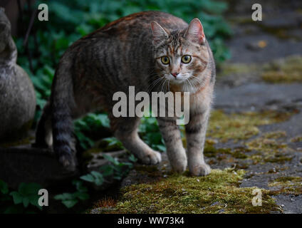 Domestic cat, young, 6 months old, Stuttgart, Baden-Wuerttemberg, Germany Stock Photo