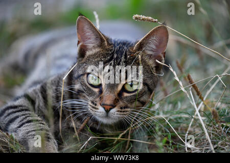 Domestic Cat Young 9 Months Old Animal Portrait In High Grass Stuttgart Baden Wuerttemberg Germany Stock Photo Alamy