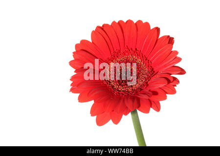 Single open flower head of a red gerbera photographed against a pure white background Stock Photo