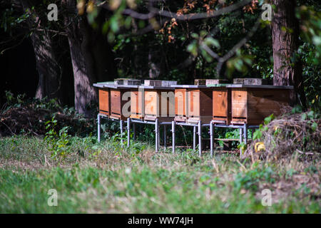 Beehives in the sun on the edge of a meadow. Stock Photo