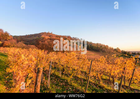 Bensheim, Schloss Auerbach Castle, vineyard, vineyards of wine growing area Bergstrasse, golden autumn, yellow vine leafs, hill, sunny in BergstraÃŸe, Hessen, Hesse, Germany Stock Photo