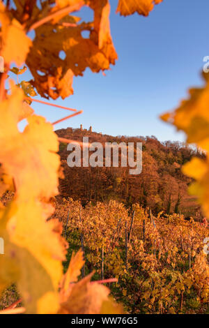 Bensheim, Schloss Auerbach Castle, vineyard, vineyards of wine growing area Bergstrasse, golden autumn, yellow vine leafs, hill, sunny in BergstraÃŸe, Hessen, Hesse, Germany Stock Photo