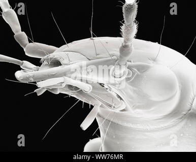 Scanning Electron Microscope image of the Head of a Ground Beetle (21 x magnification) Stock Photo