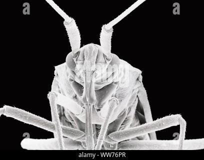 Scanning Electron Microscope image of  a Plant Bug (31 x magnification) Stock Photo