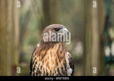 Red-tailed Hawk portrait in a wildlife rehabilitation setting at Moccasin Lake Park in Clearwater, Florida. Stock Photo
