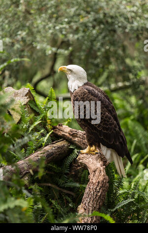 Bald Eagle standing on a branch surrounded by dense greenery at ZooTampa at Lowry Park, Tampa, Florida. Stock Photo