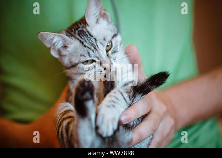 Close up of cute kitten in man's hands. man holding a cat closely to the camera. Indoor. Adorable kitty Stock Photo