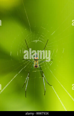Orbweaver spider resting at the center of its web in Hammock Park, Dunedin, Florida. Stock Photo