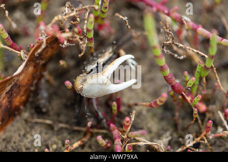 Male fiddler crab (Minuca pugnax) with raised claw among salt-tolerant plants in Upper Tampa Bay Park, Florida. Stock Photo