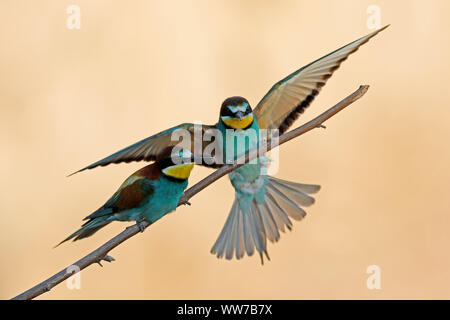 European bee-eater on a branch, wildlife, Rhineland-Palatinate, Germany Stock Photo