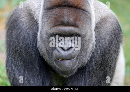 Western lowland gorilla, silverback, captive, Stock Photo