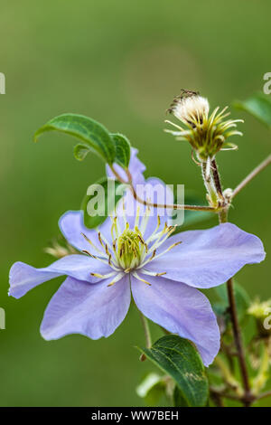 Clematis-Justa, close-up view Stock Photo