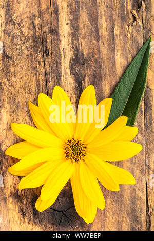 Perennial sunflower, close-up, wooden background Stock Photo