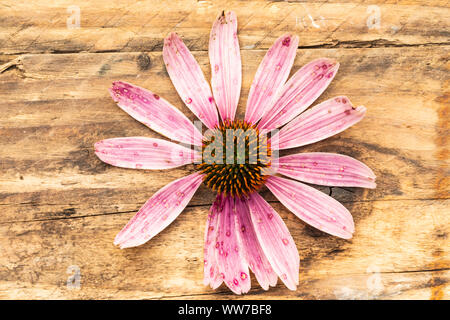 Purple coneflower, Echinacea purpurea, withered on a wooden surface Stock Photo